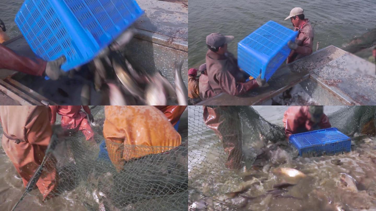 【原创】渔民收获鱼贩子