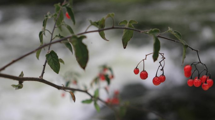 4K溪水边的小红野果