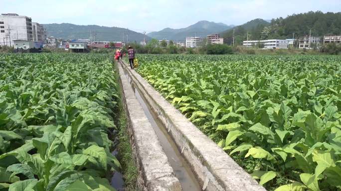 烟草烟田机耕道灌溉设施灌溉系统水渠烟农收