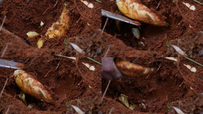 挖冬笋农民挖竹笋笋子春笋特写实拍视频