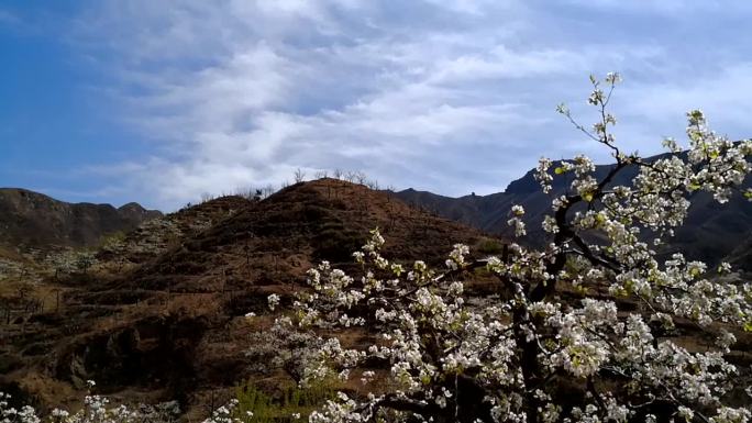 秦皇岛官场梨花节