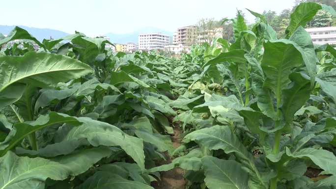 田野烟田烟草种植田间管理拔草田垅