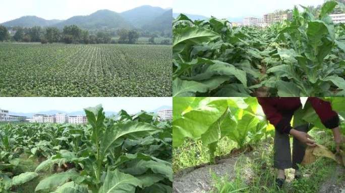 田野烟田烟草种植田间管理拔草田垅