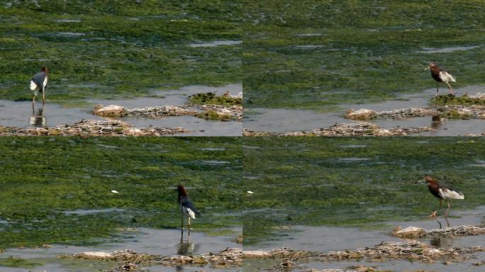 河边的池鹭