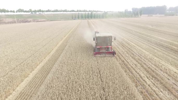 2.7K航拍收割机收割小麦