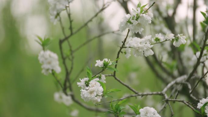 花朵-植物-公园