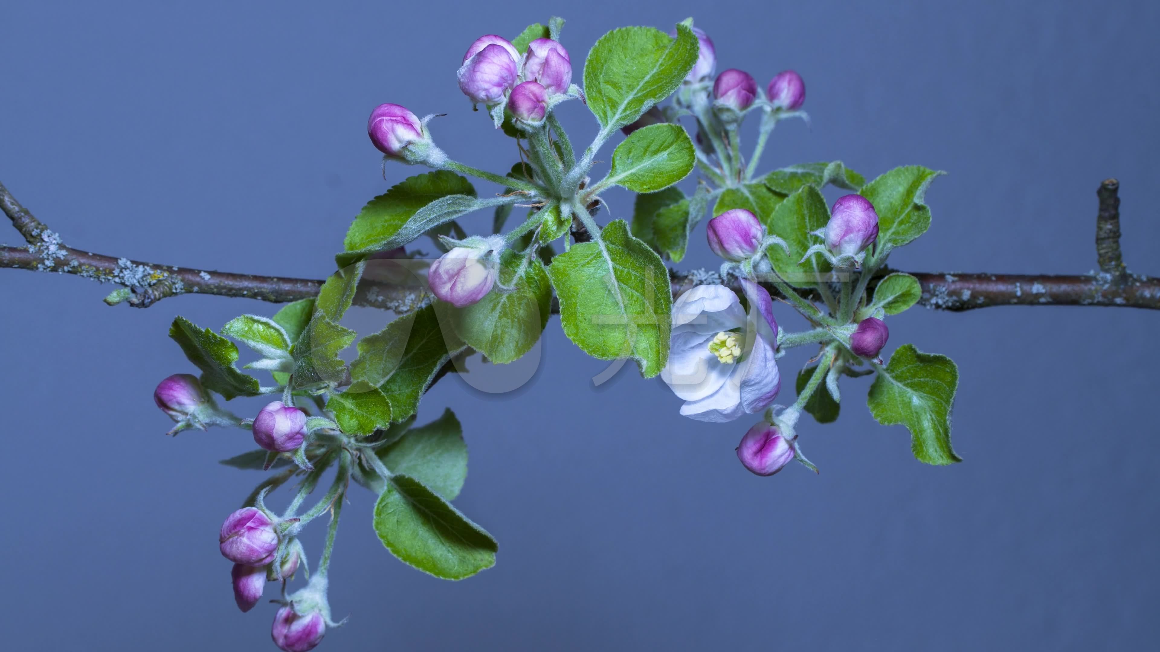 花卉植物树枝绿色开花美丽盛开