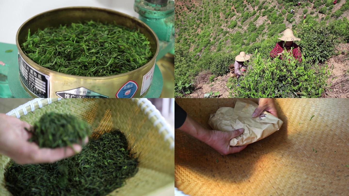 高山采茶绿茶制茶工艺