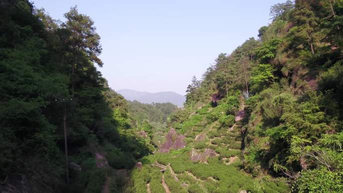 武夷山牛栏坑岩茶