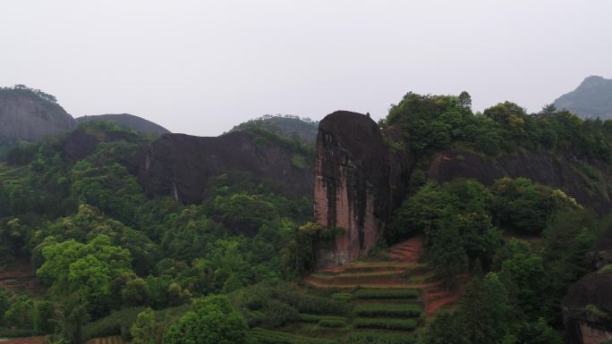 武夷山马头岩岩茶