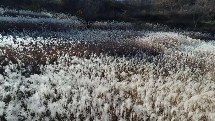 航拍浩荡芦苇荡飞絮