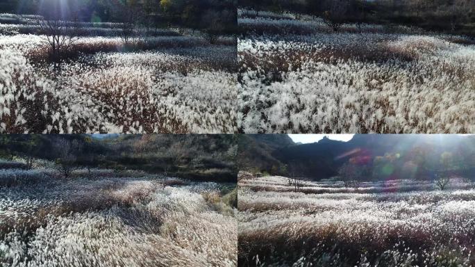 航拍浩荡芦苇荡飞絮