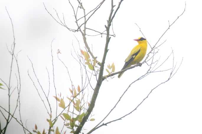 好漂亮的黄鹂鸟叫声也很好听