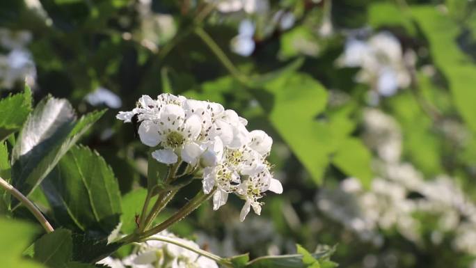 山楂花开