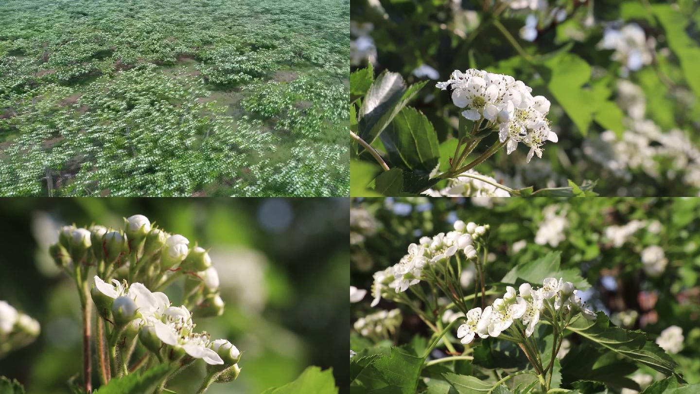 山楂花开