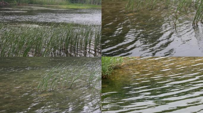 清清小河水波涟漪美景视频素材