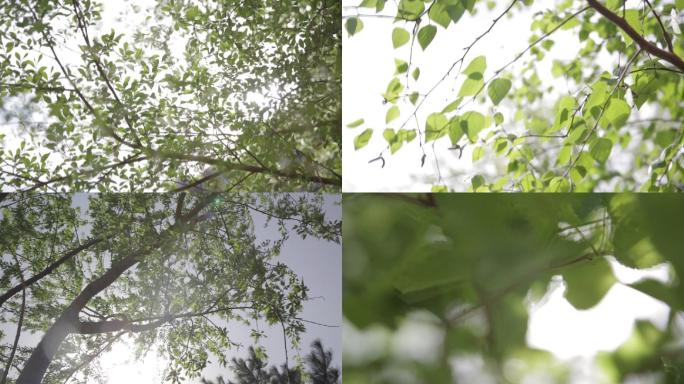 阳光-树林-清晨-小清新-树叶-植物空镜