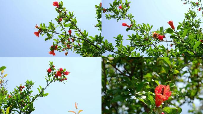 高清石榴花