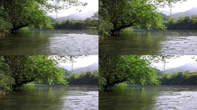 5组柳树龙江河流水镜头