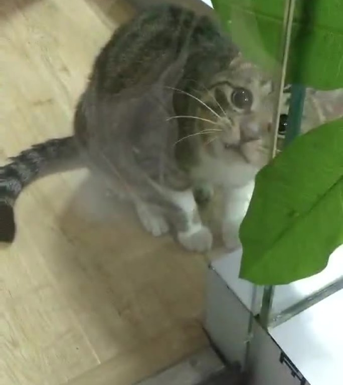 小猫吃草