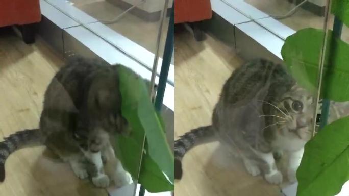 小猫吃草