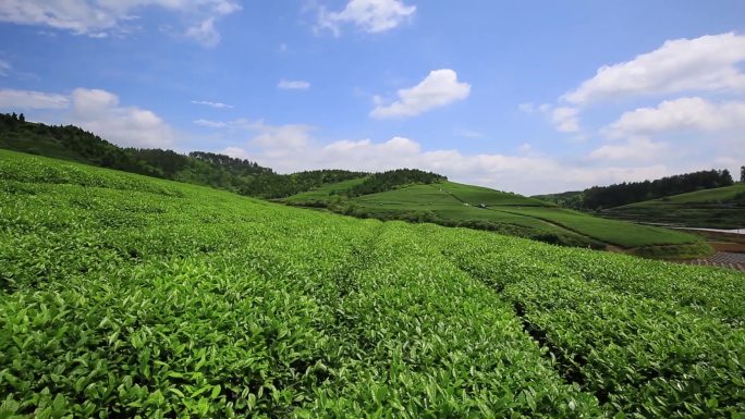 8组客楼风吹茶叶实拍