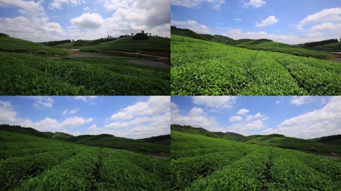 8组客楼风吹茶叶实拍