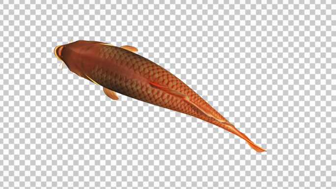 红鲤鱼游动带通道