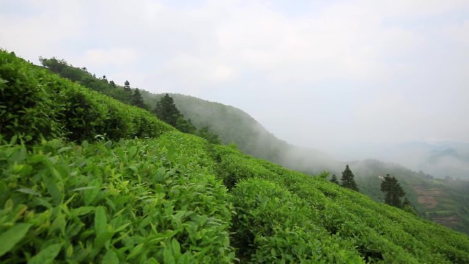 延时高山云雾茶5秒