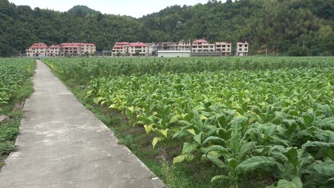 烟草种植青烟烤烟烟田经济作物农村