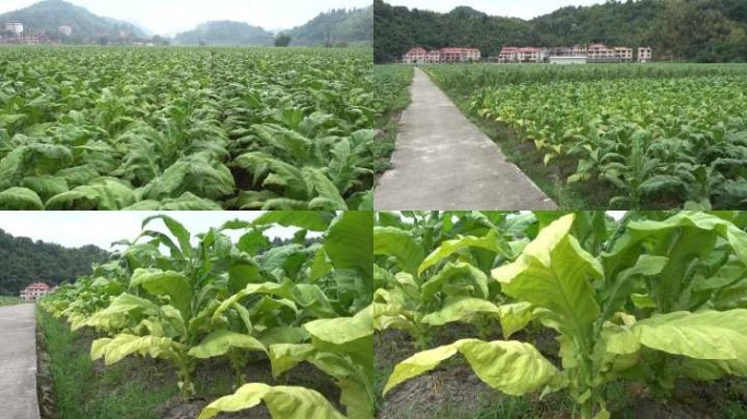 烟草种植青烟烤烟烟田经济作物农村