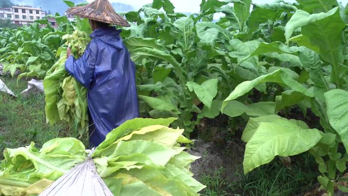 烟草青烟烤烟烟农采摘烟叶汗水湿衣勤劳