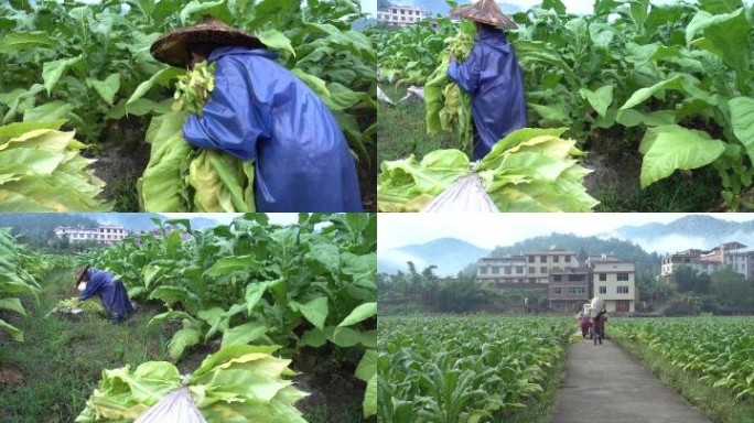 烟草青烟烤烟烟农采摘烟叶汗水湿衣勤劳