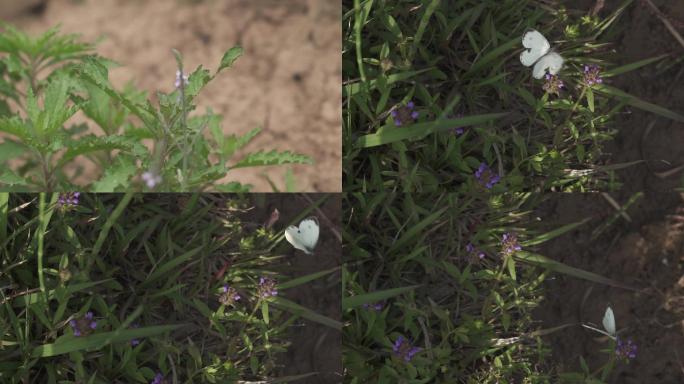 蝴蝶花丛飞舞