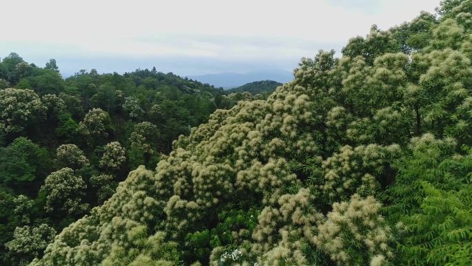 山花烂漫