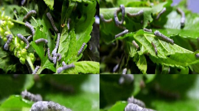 蚕宝宝蚁蚕吃食桑叶视频
