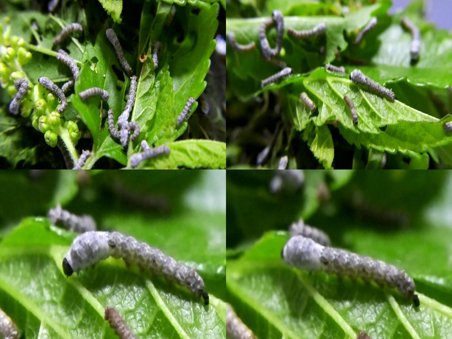 蚕宝宝蚁蚕吃食桑叶视频