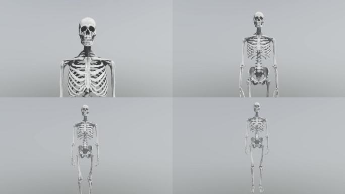 医学人体骨骼模型