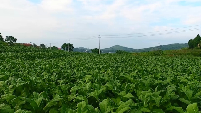 烟草烟叶种植基地