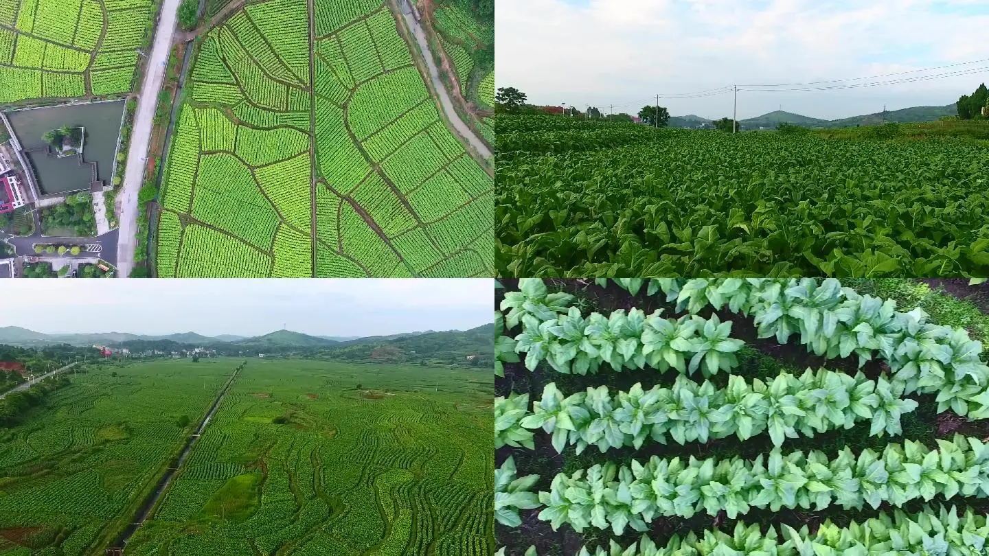 烟草烟叶种植基地