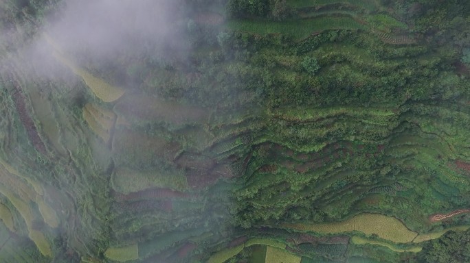 温州风景永嘉泰顺梯田