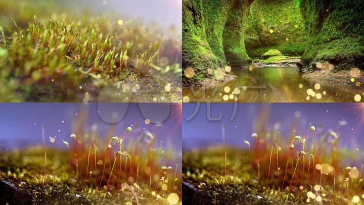 苔简谱歌谱_苔简谱