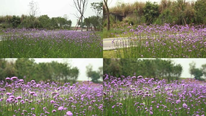 休闲绿道马鞭草实拍