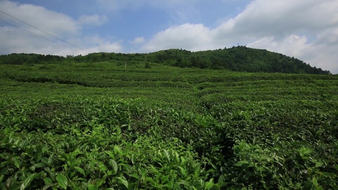 4组天马茶叶96秒