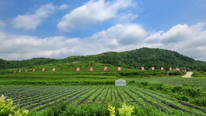 标准4K天马白岩坪茶场延时22秒