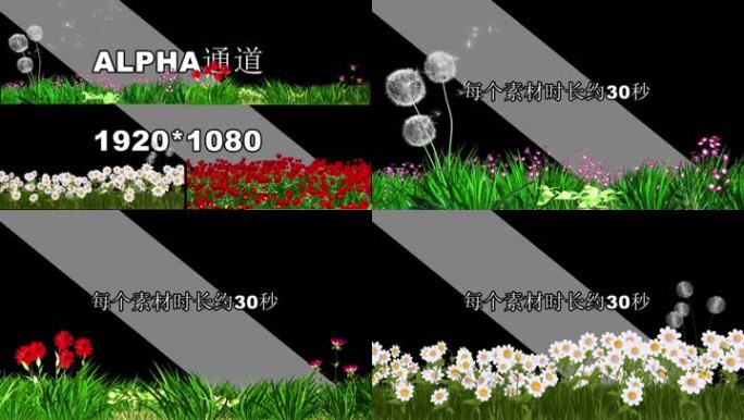 4组透明通道花草蒲公英ALPHA