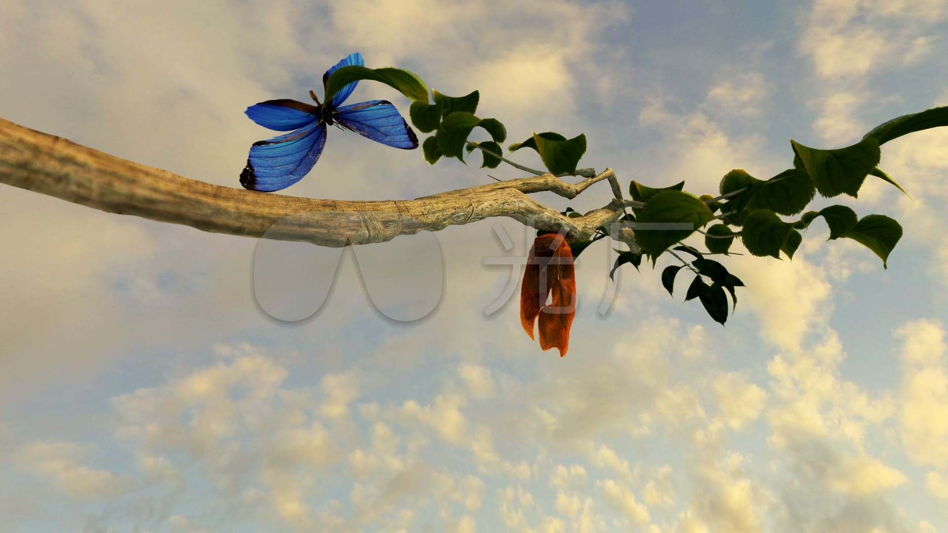昆虫之美®绿带翠凤蝶的蜕变过程Papilio maackii |摄影|风光摄影|大洲与积田 - 原创作品 - 站酷 (ZCOOL)
