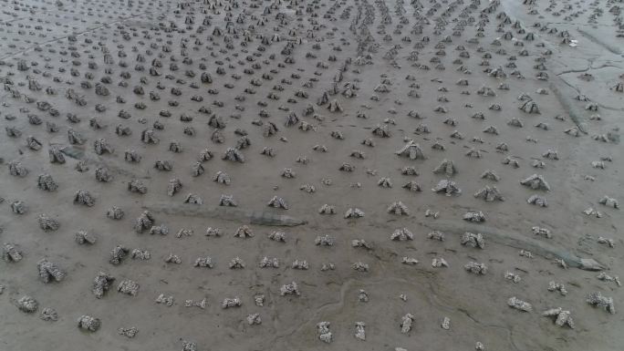 蟳埔村海蛎石海滩