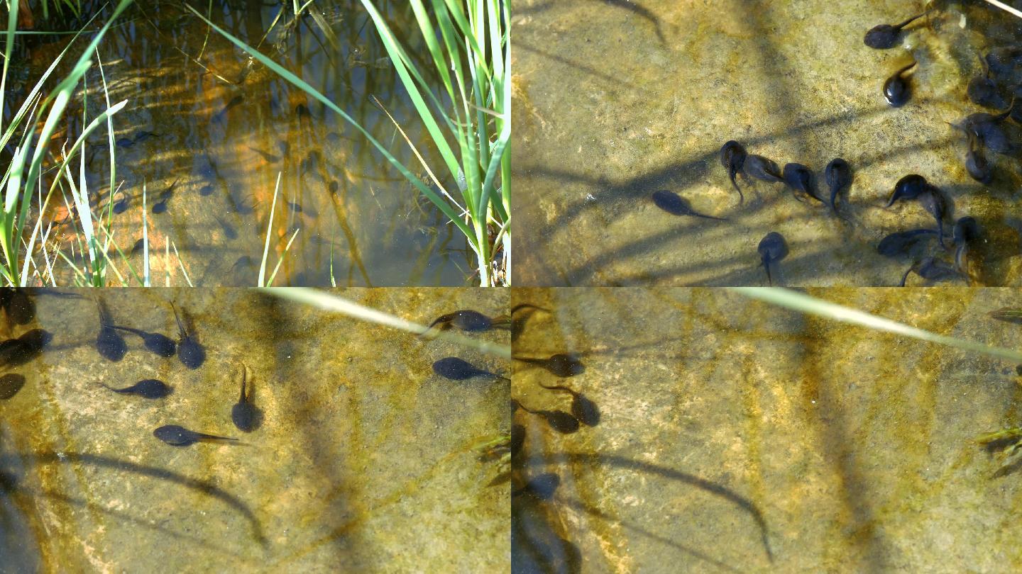 池塘青石上的蝌蚪