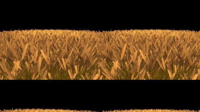 小麦随风摇摆动画带通道